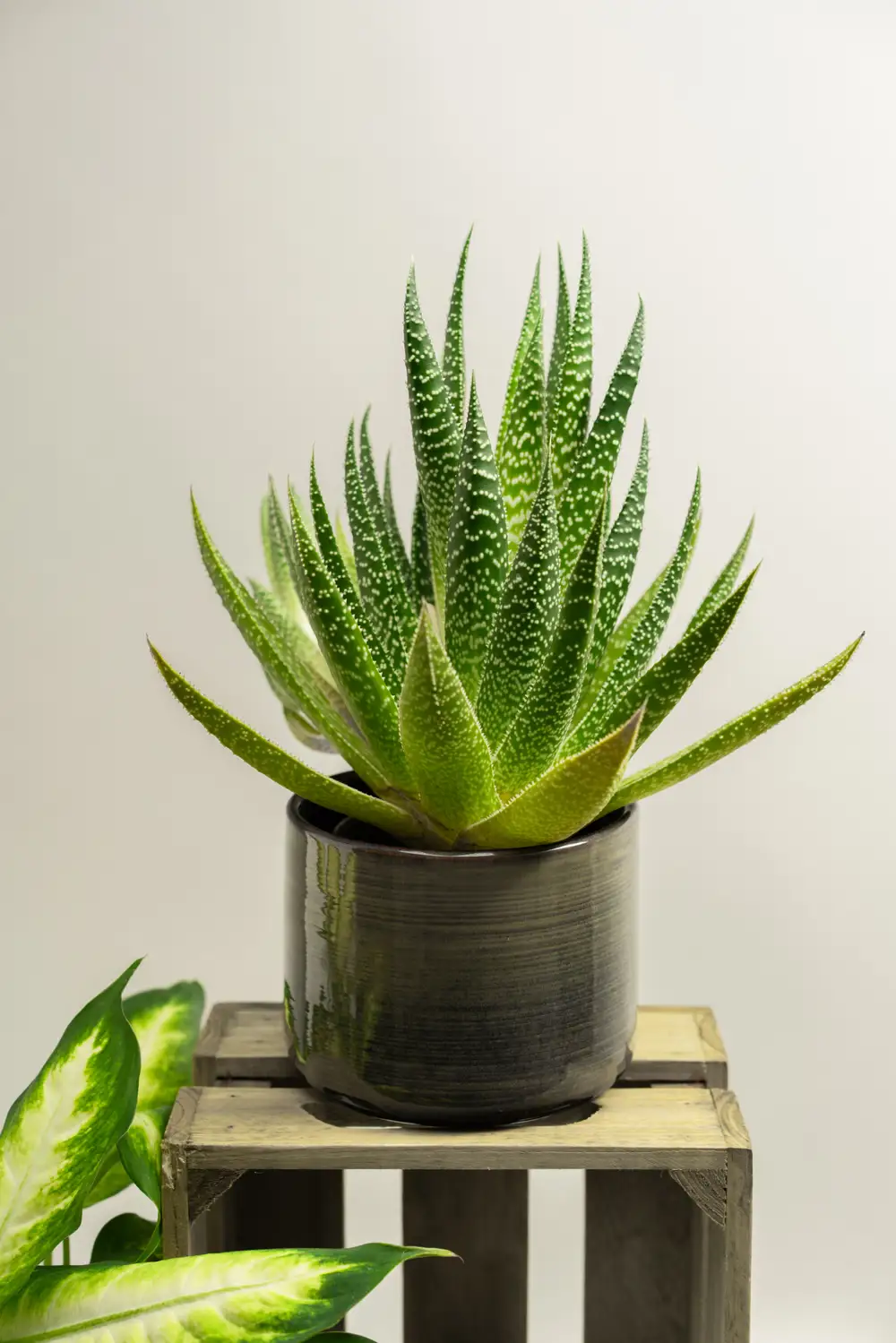 Aloe