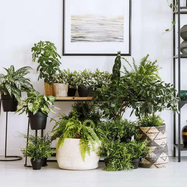 ¡Cuidado! Estas son las 5 plantas muy populares que podrían atraer plagas a tu casa o jardín