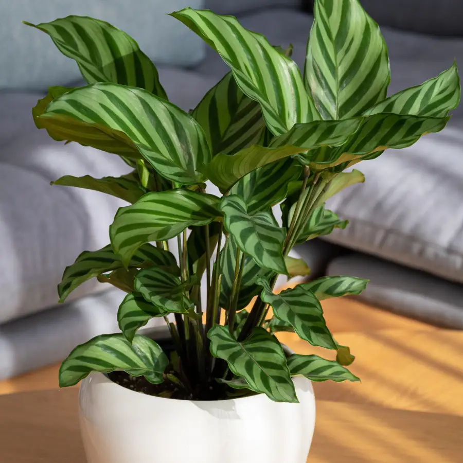 Aunque las calatheas se adaptan bien a la falta de iluminación, hay también otras plantas con buena tolerancia a la poca luz