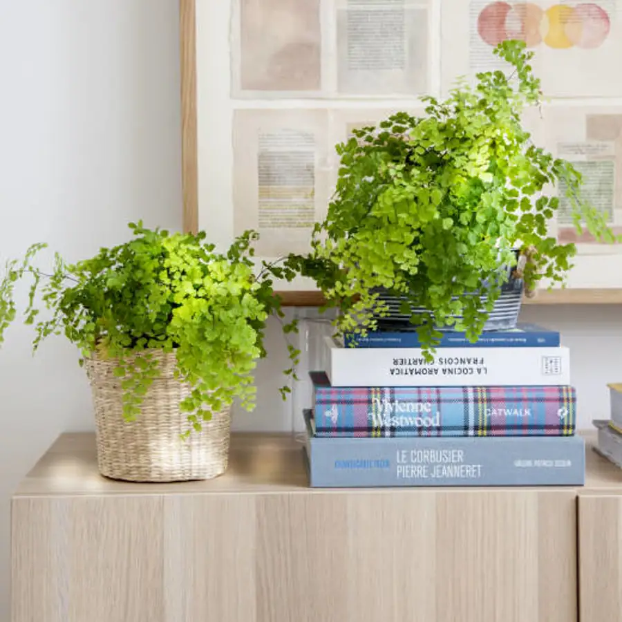 Libros y plantas, alegre y decorativo