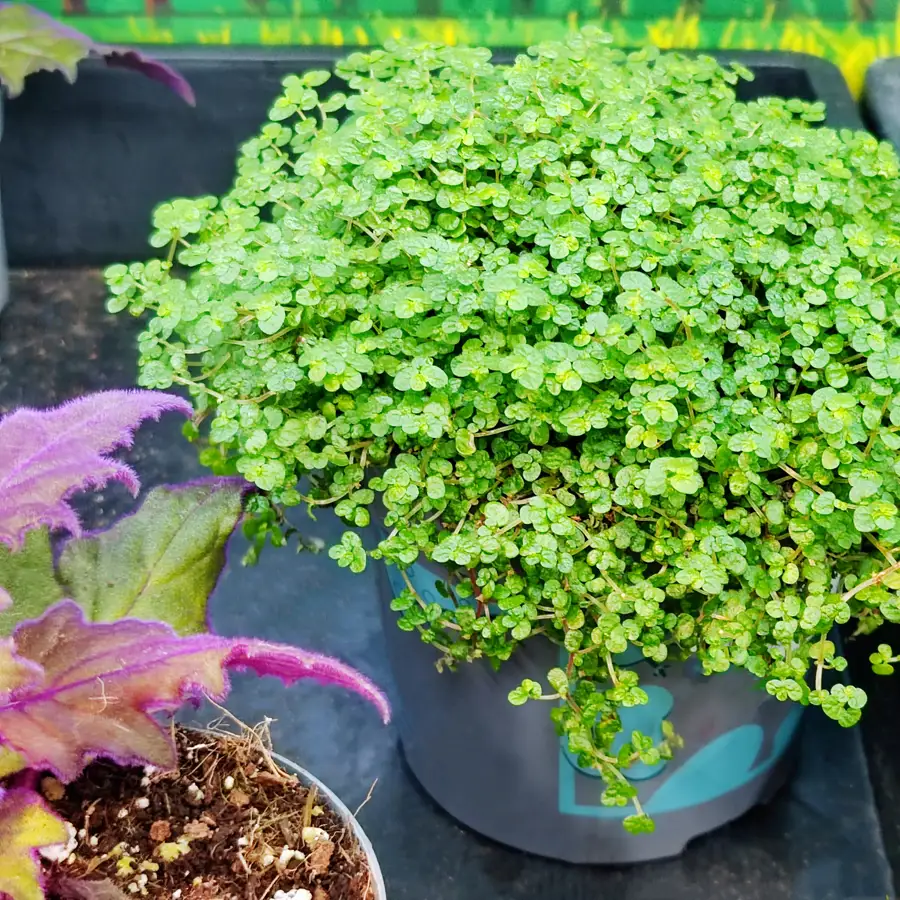 Soleirolia soleirolii, la planta que es perfecta para decorar un baño con encanto