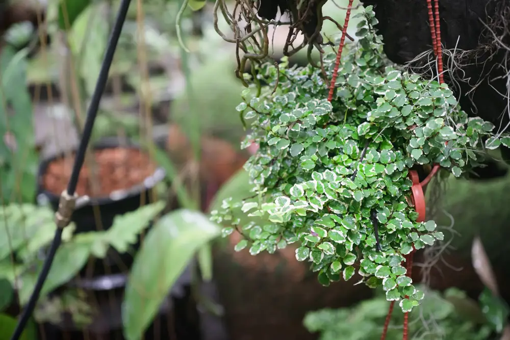 ficus pumilla planta exterior