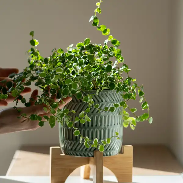 Ficus pumila, así es la planta trepadora más resistente del jardín con la que también puedes decorar el interior de tu casa