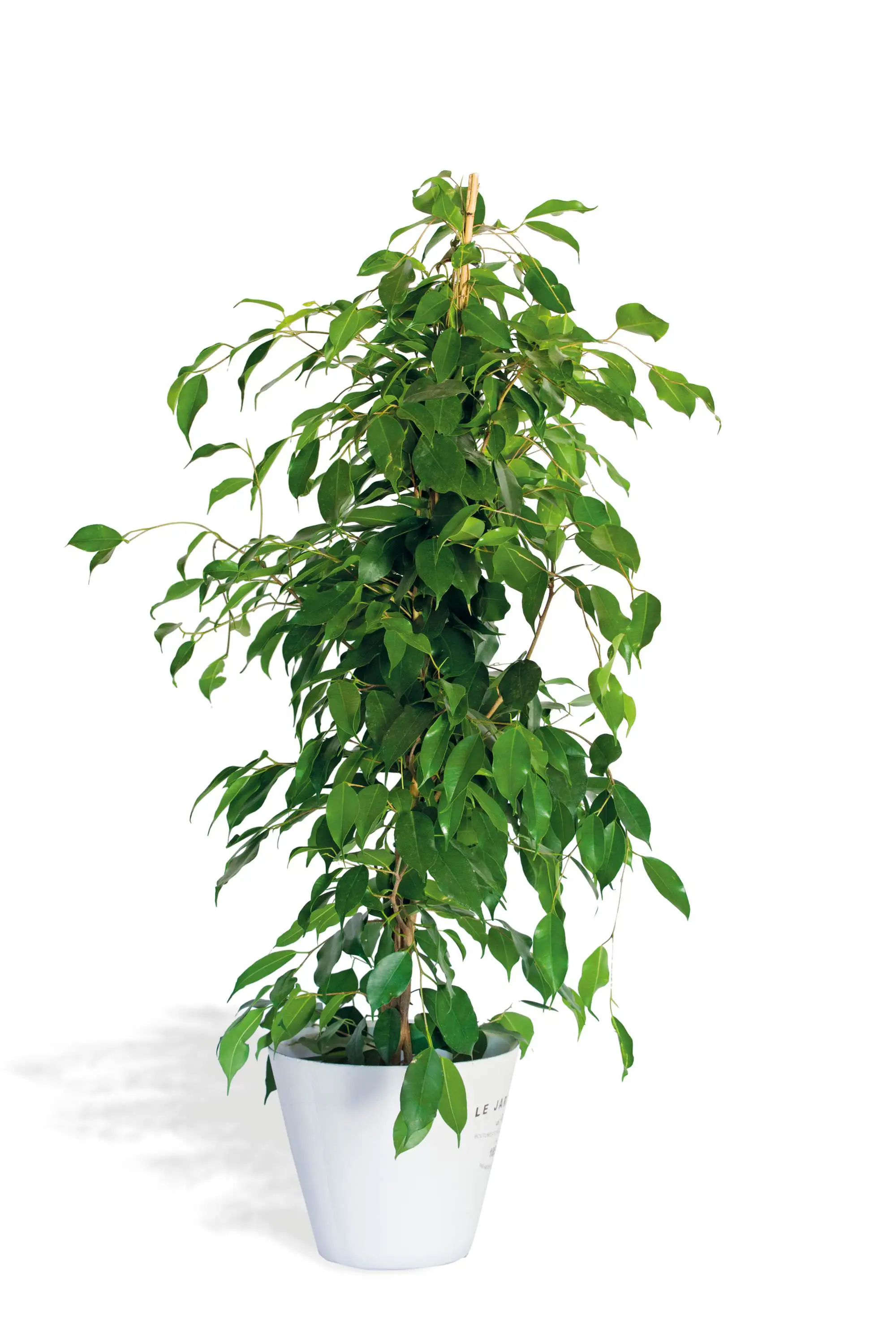 ficus-elastica-00366827