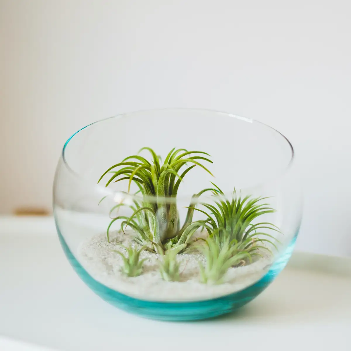 Tillandsia