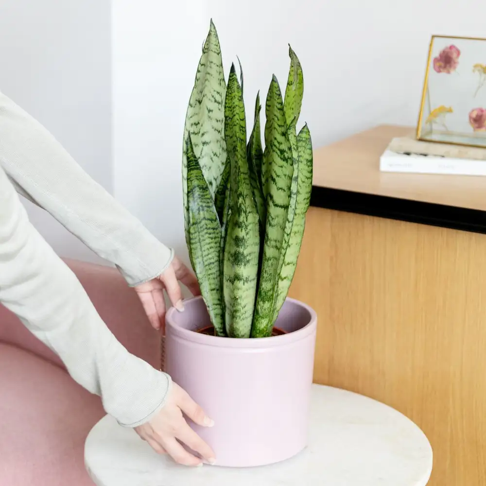 Una sansevieria o lengua de suegra