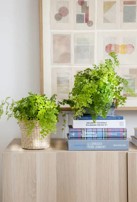 Libros y plantas, alegre y decorativo