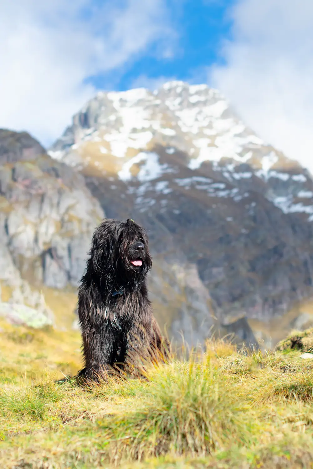 Bergamasco