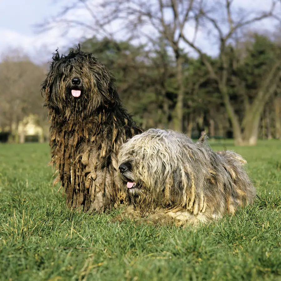 El pastor hippie de los Alpes: por qué las rastas del Bergamasco son claves en su labor