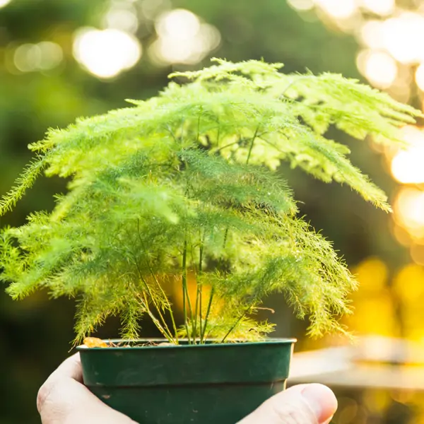 Esta es la planta colgante ideal para añadir dentro o fuera de casa porque aportará elegancia y es fácil de cuidar