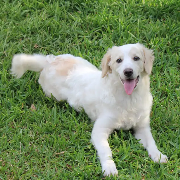 Una raza de perros tan simpática y amable que es perfecta para adoptar en casa