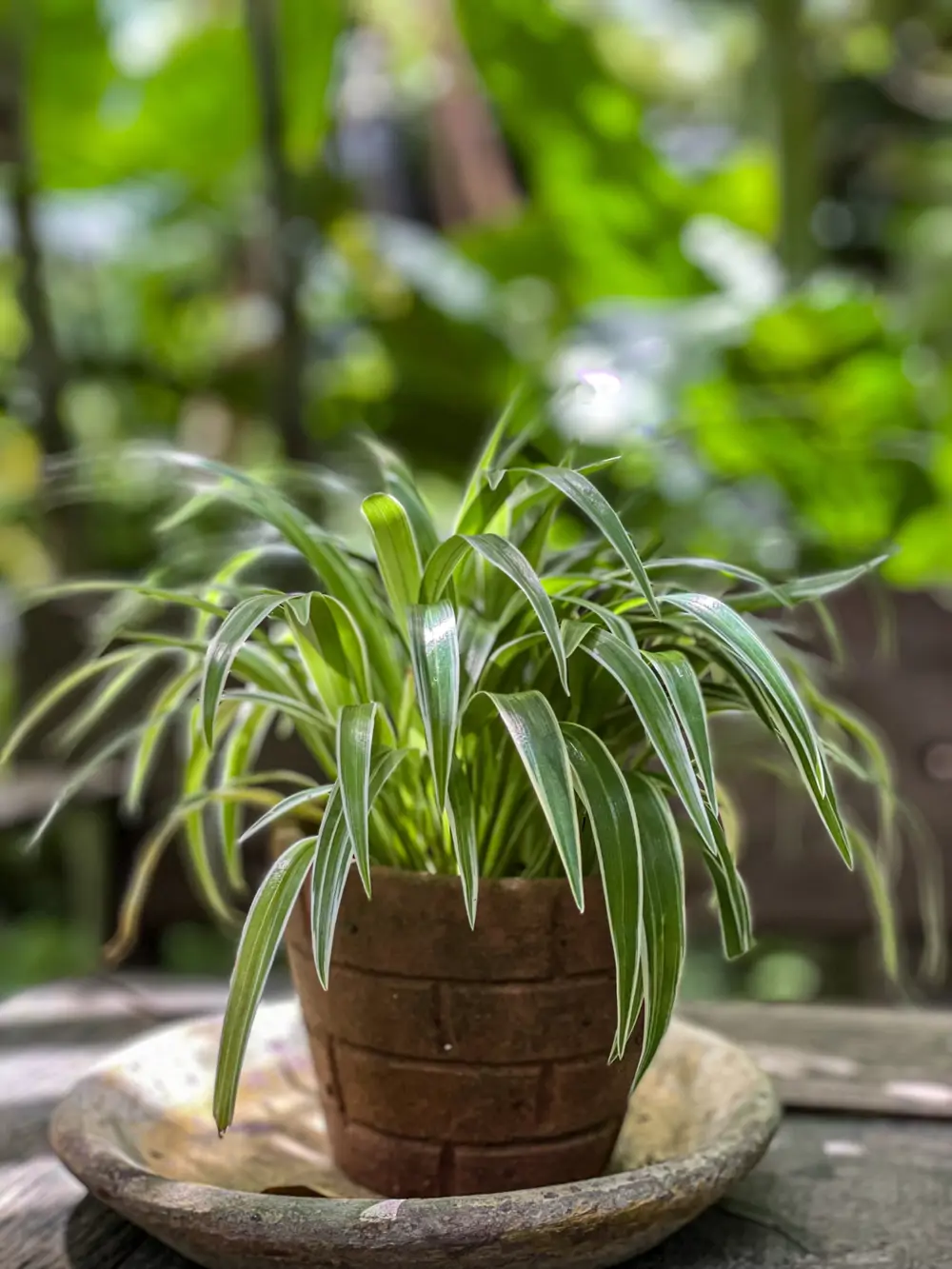 Cinta, planta de interior