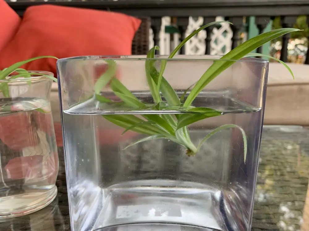 Propagando la cinta en agua