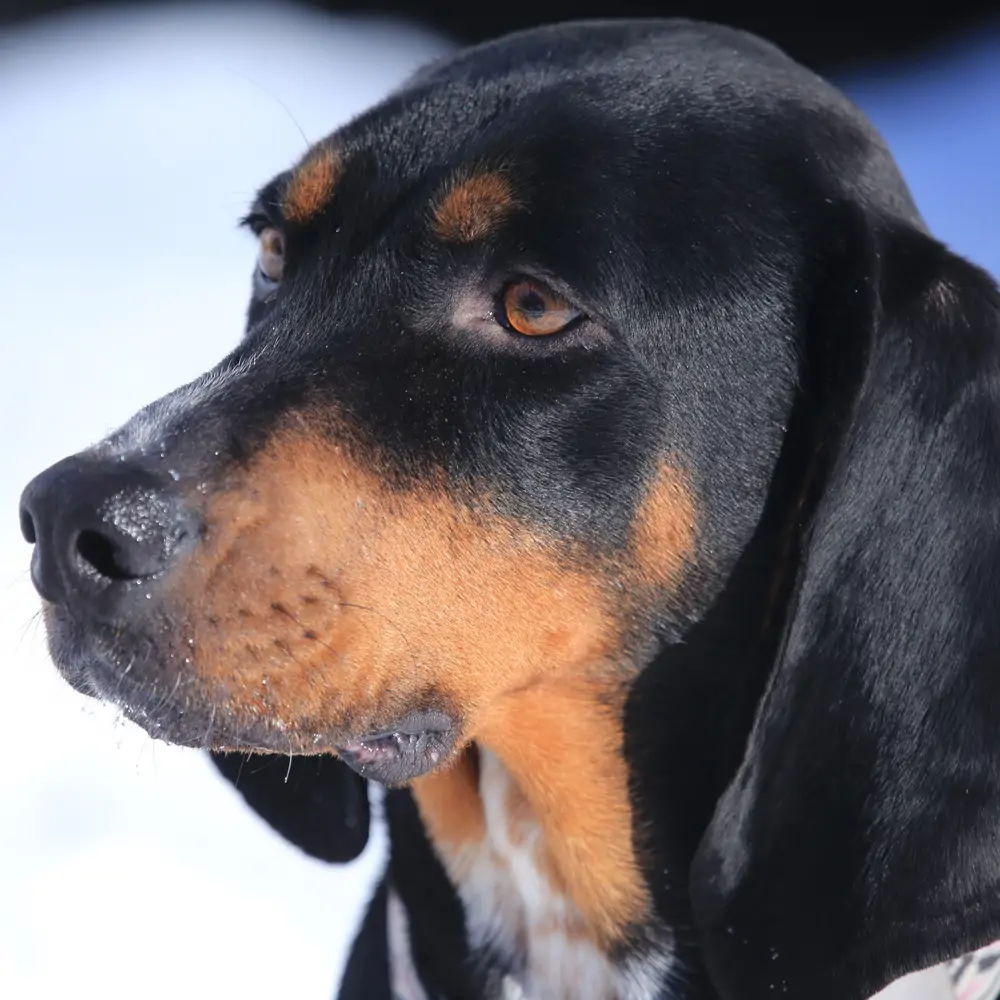 Black and tan coonhound