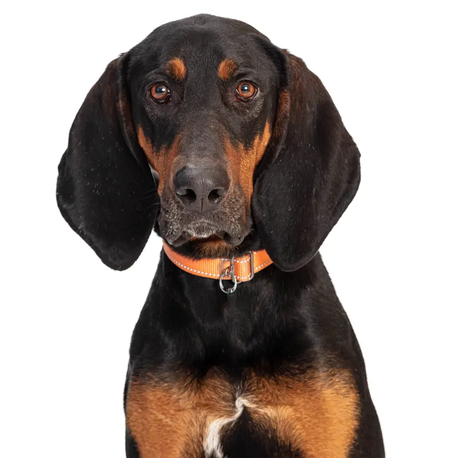 Black and tan coonhound