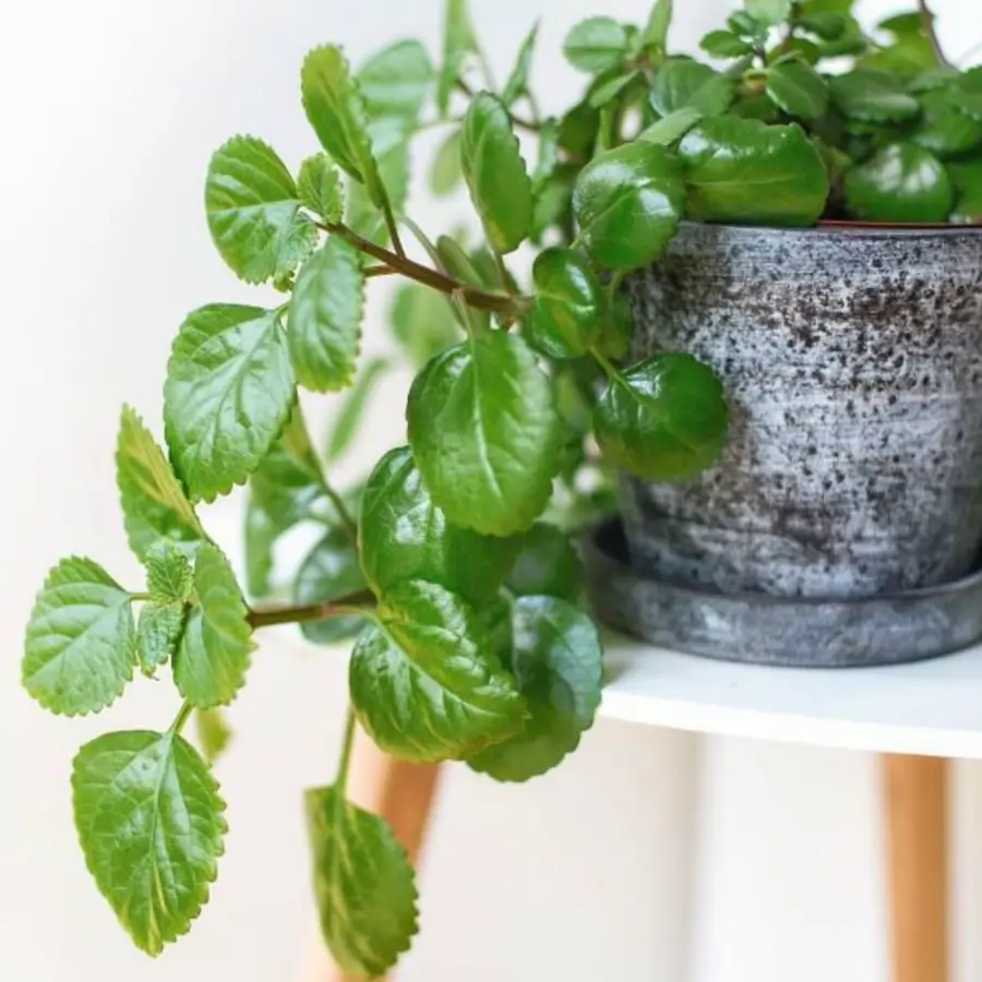 caslajardineria planta del dinero instagram