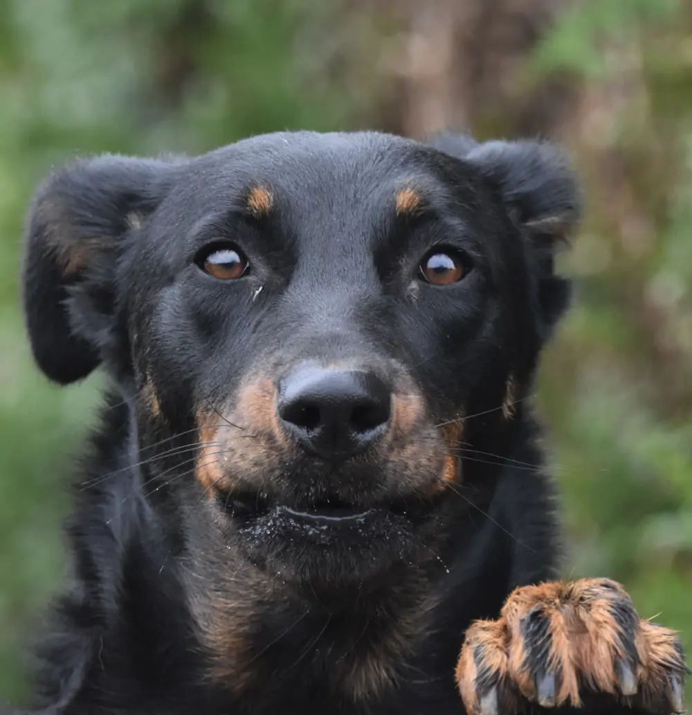 Beauceron