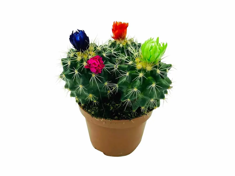 Cactus con flor