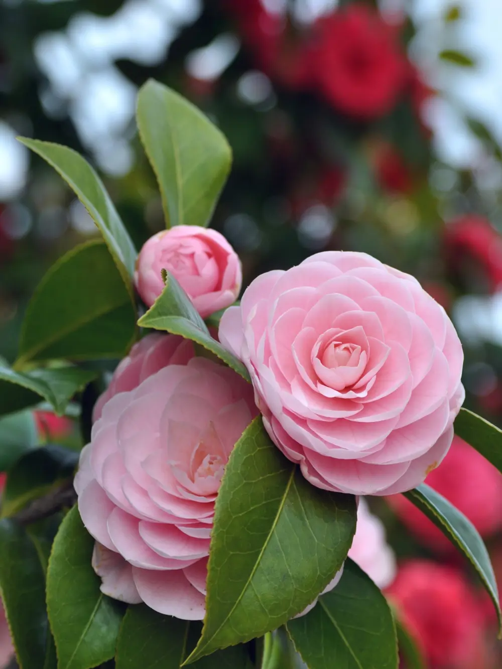 Camelias