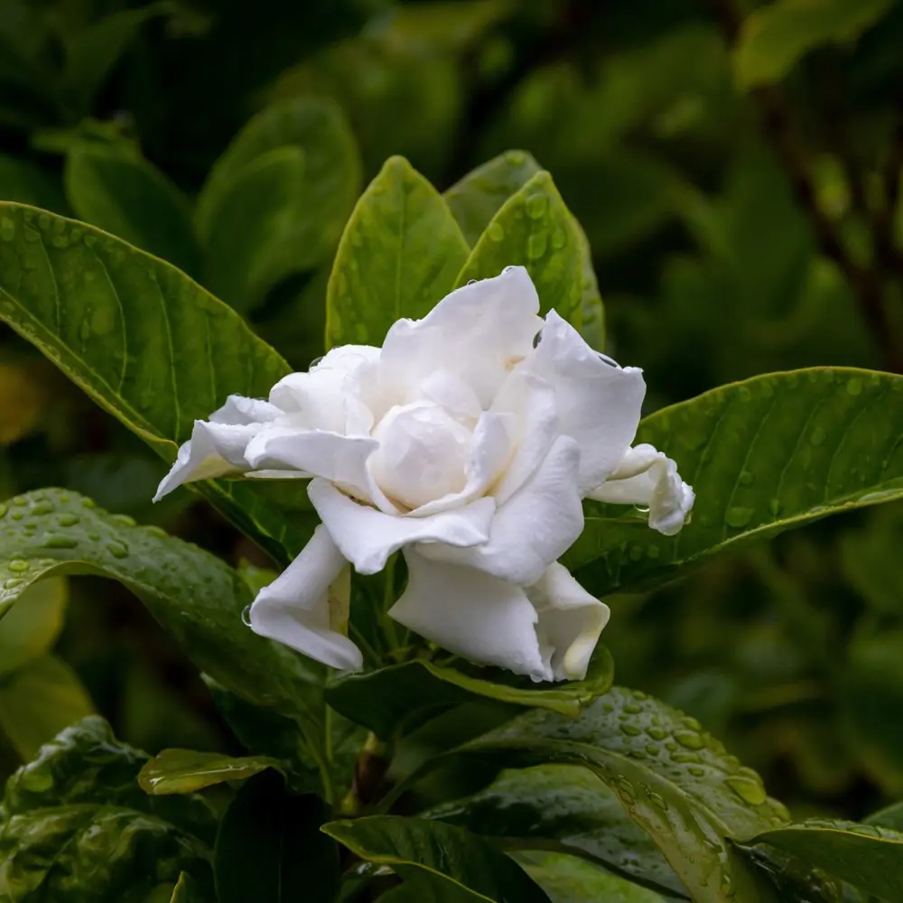 gardenia planta flor