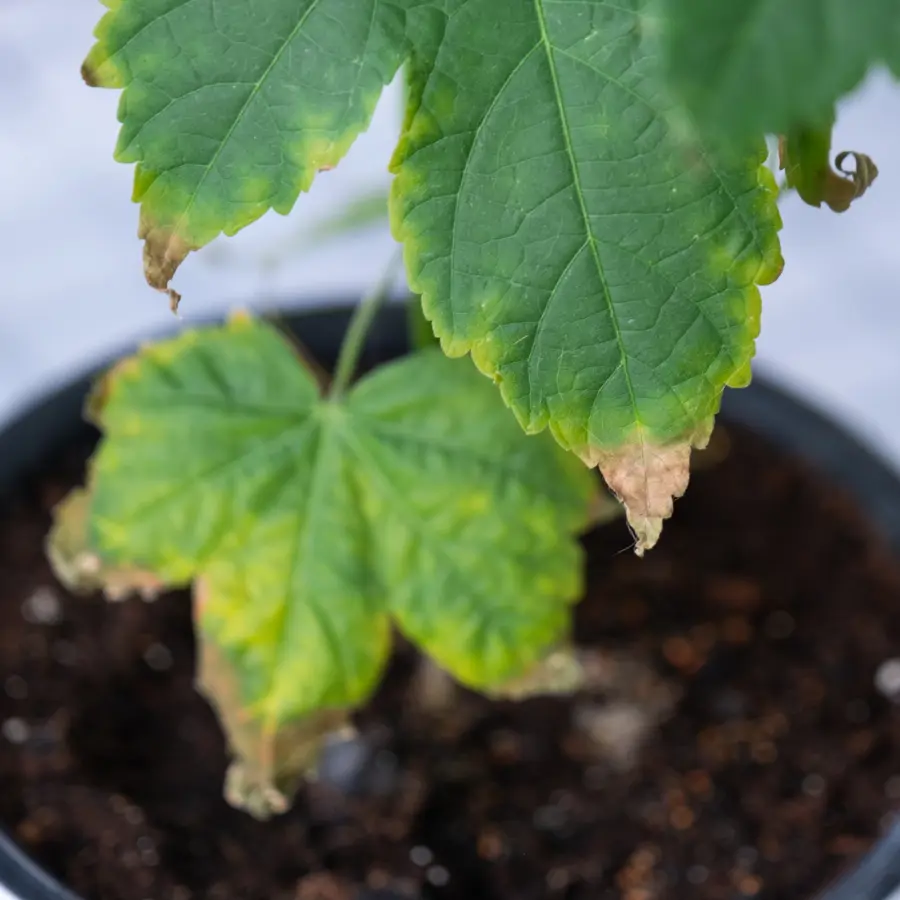 6 errores comunes que hay detrás de las puntas secas de las hojas de las plantas de interior