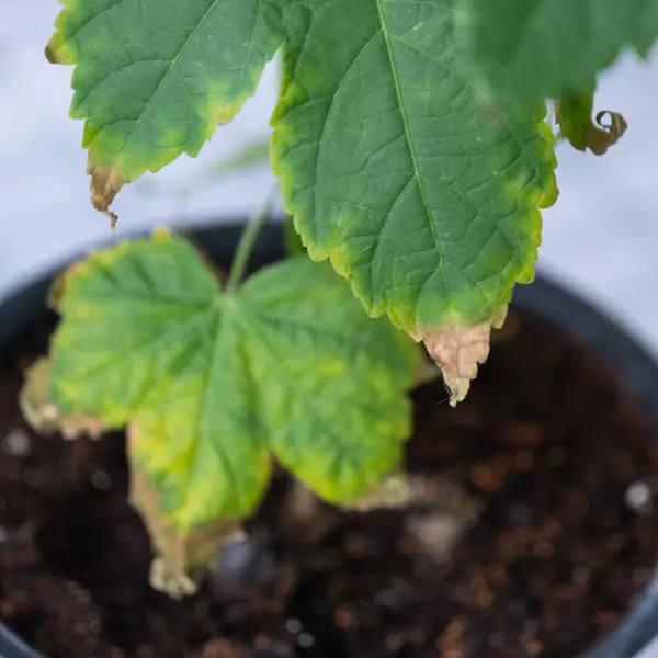 6 errores comunes que hay detrás de las puntas secas de las hojas de las plantas de interior