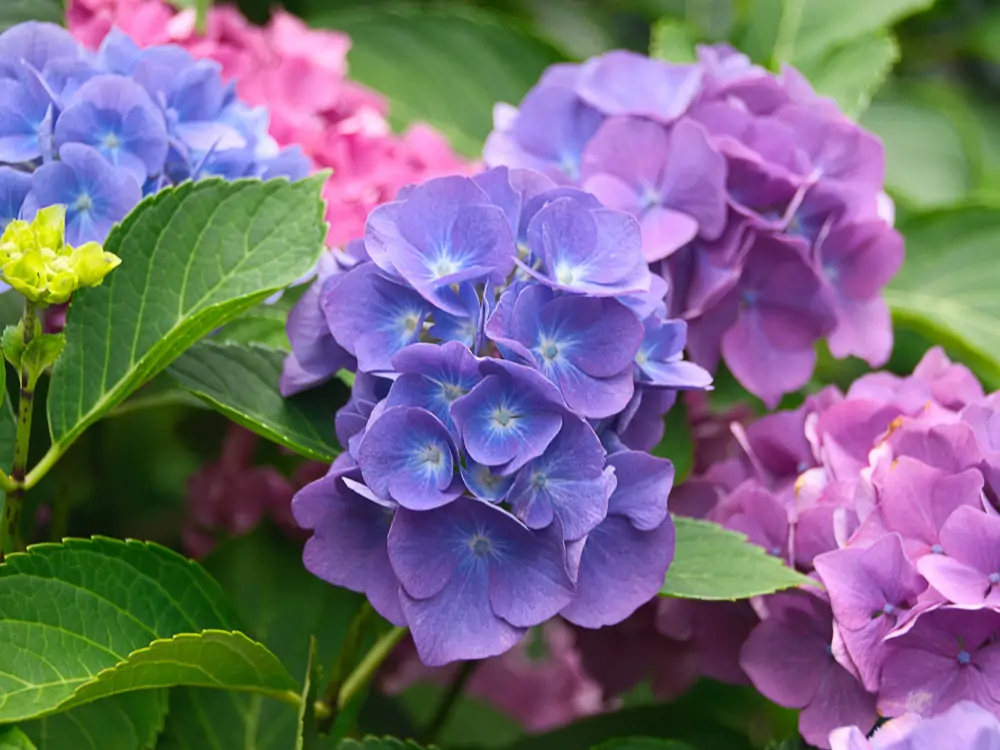 Hortensias