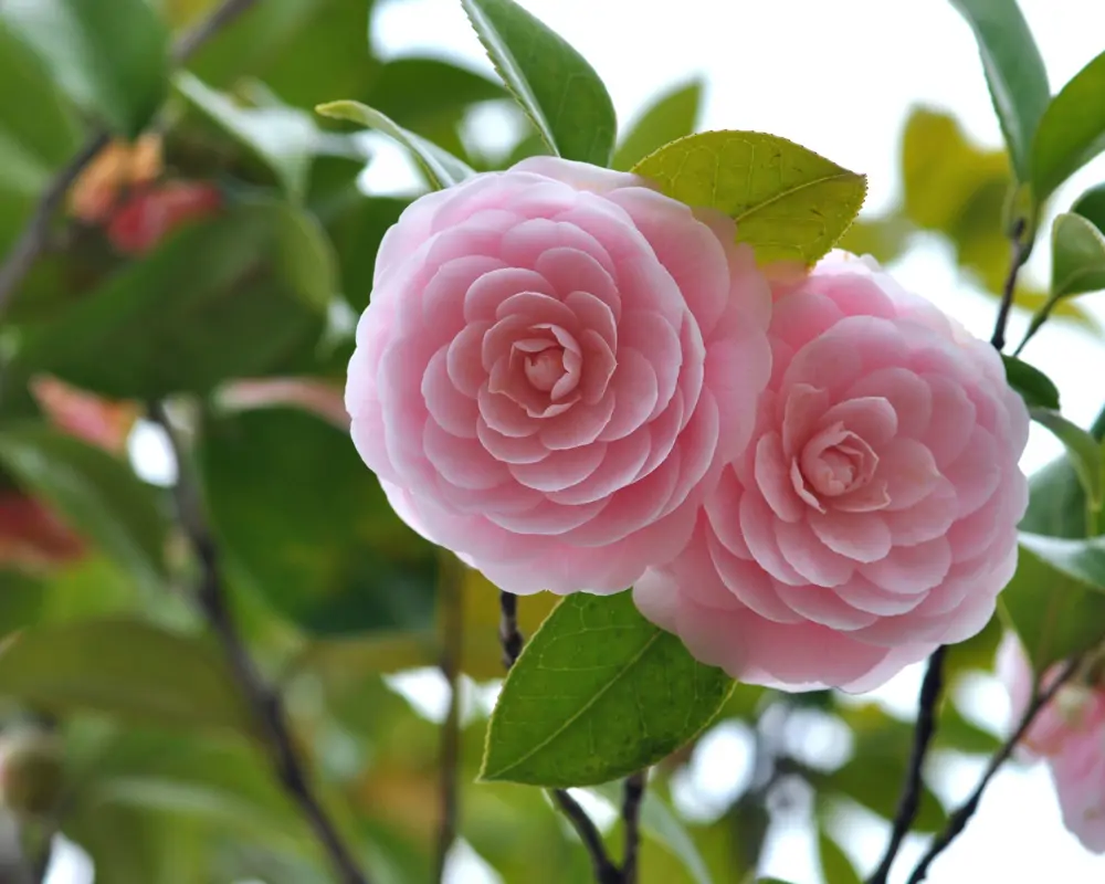 middlemist  camelia flor rara