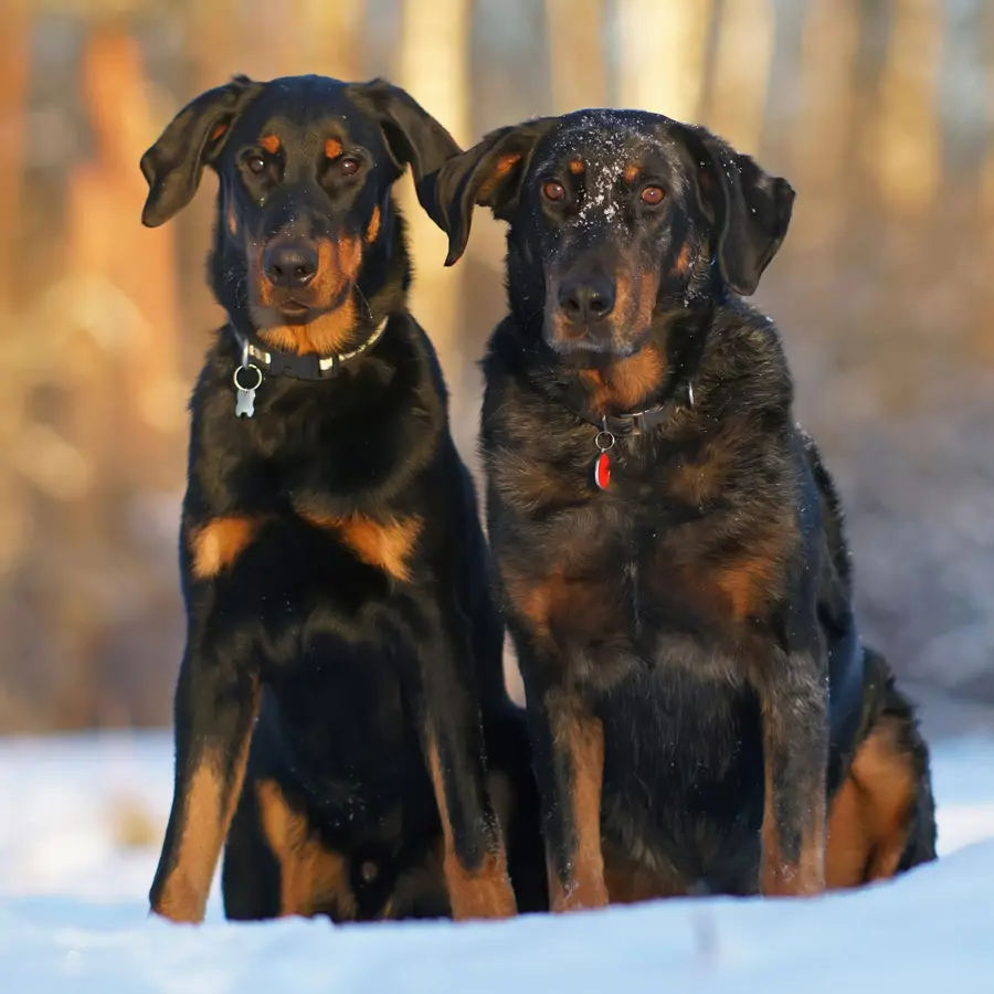 Perros de la raza beauceron