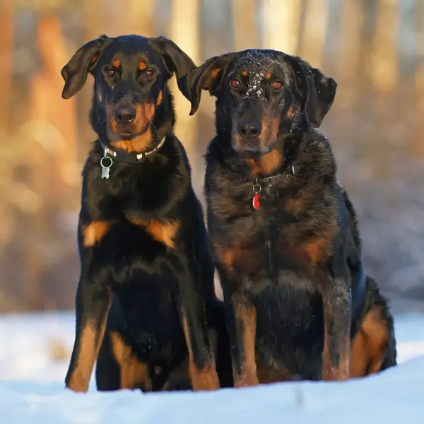 Beauceron: lo que nunca te contaron de esta raza de perros pastores de origen francés