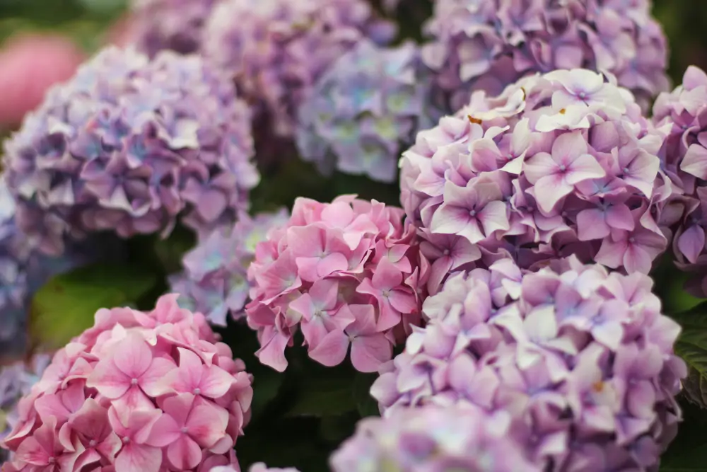 Siguiendo estos pasos, presumirás como nunca de hortensias