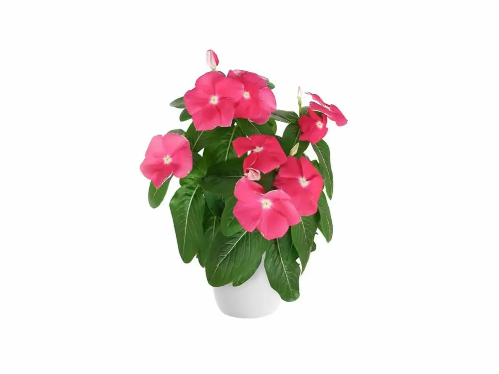 Vinca rosea