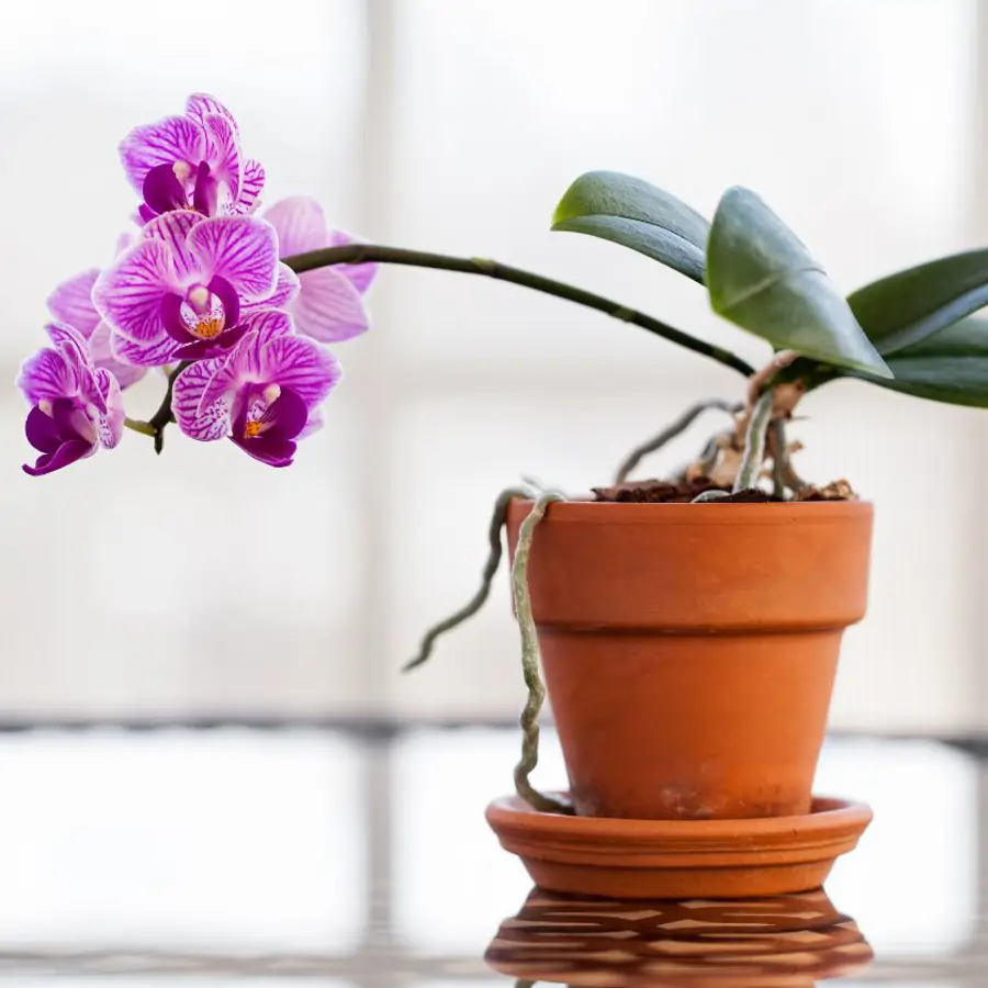 El truco para revivir una orquídea con exceso de agua