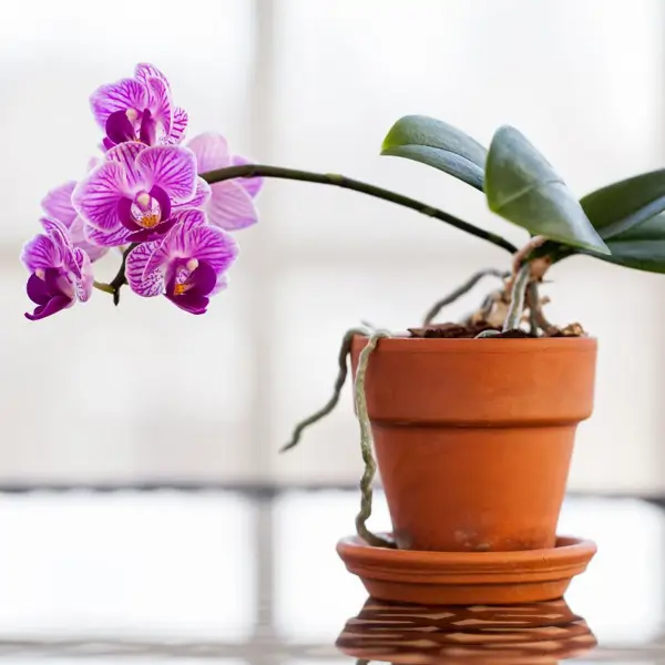 El truco secreto que he aprendido de mi madre para revivir una orquídea con exceso de agua