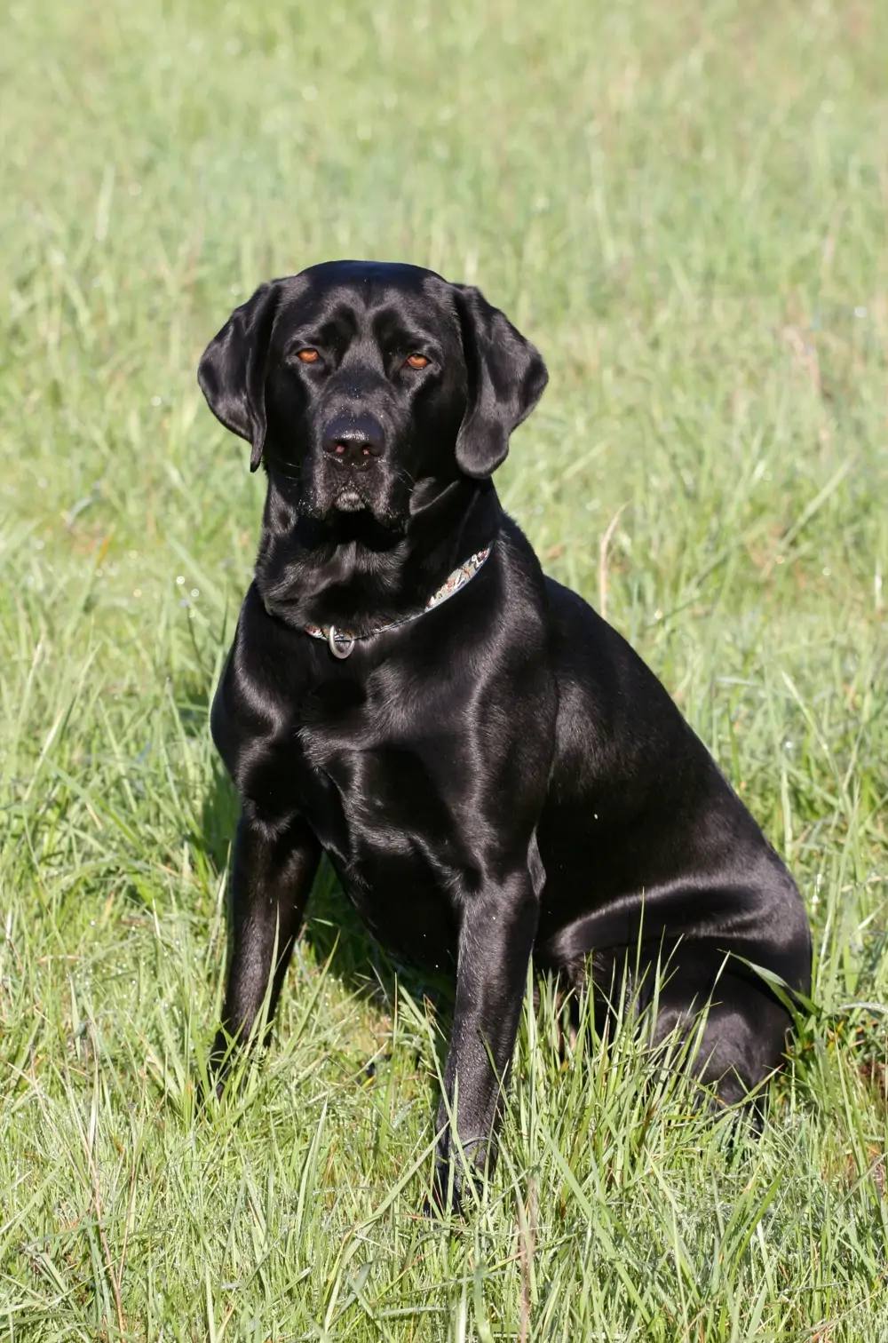 Labrador negro