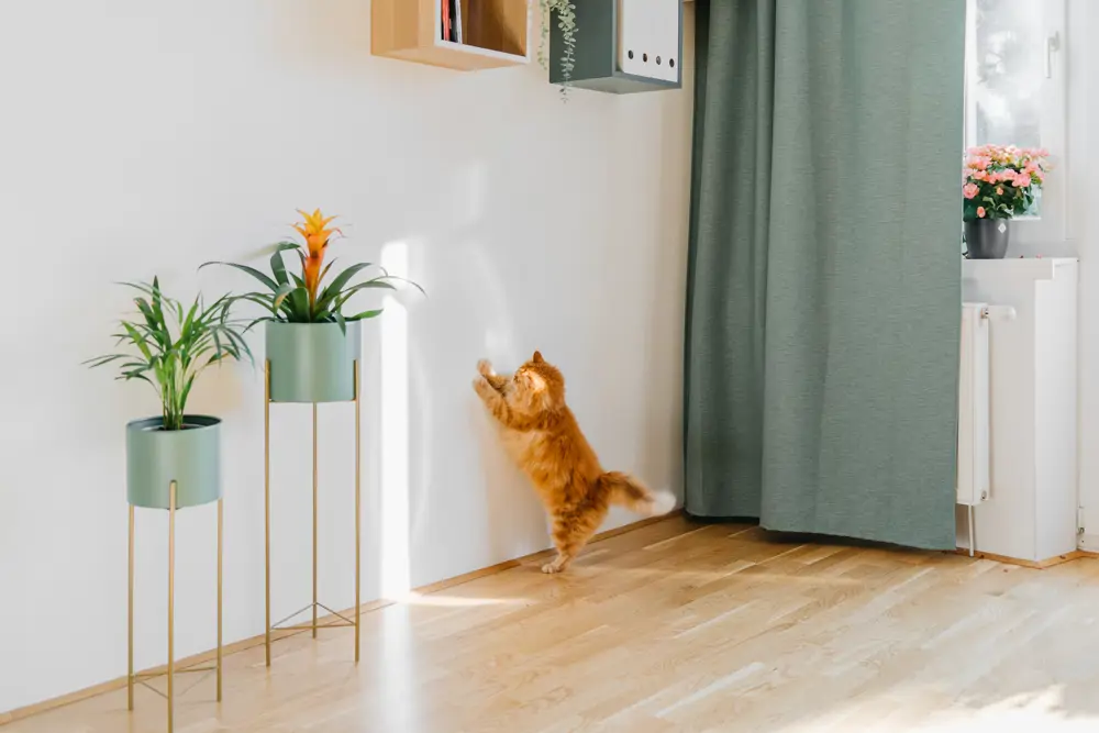 Gato manchando la pared