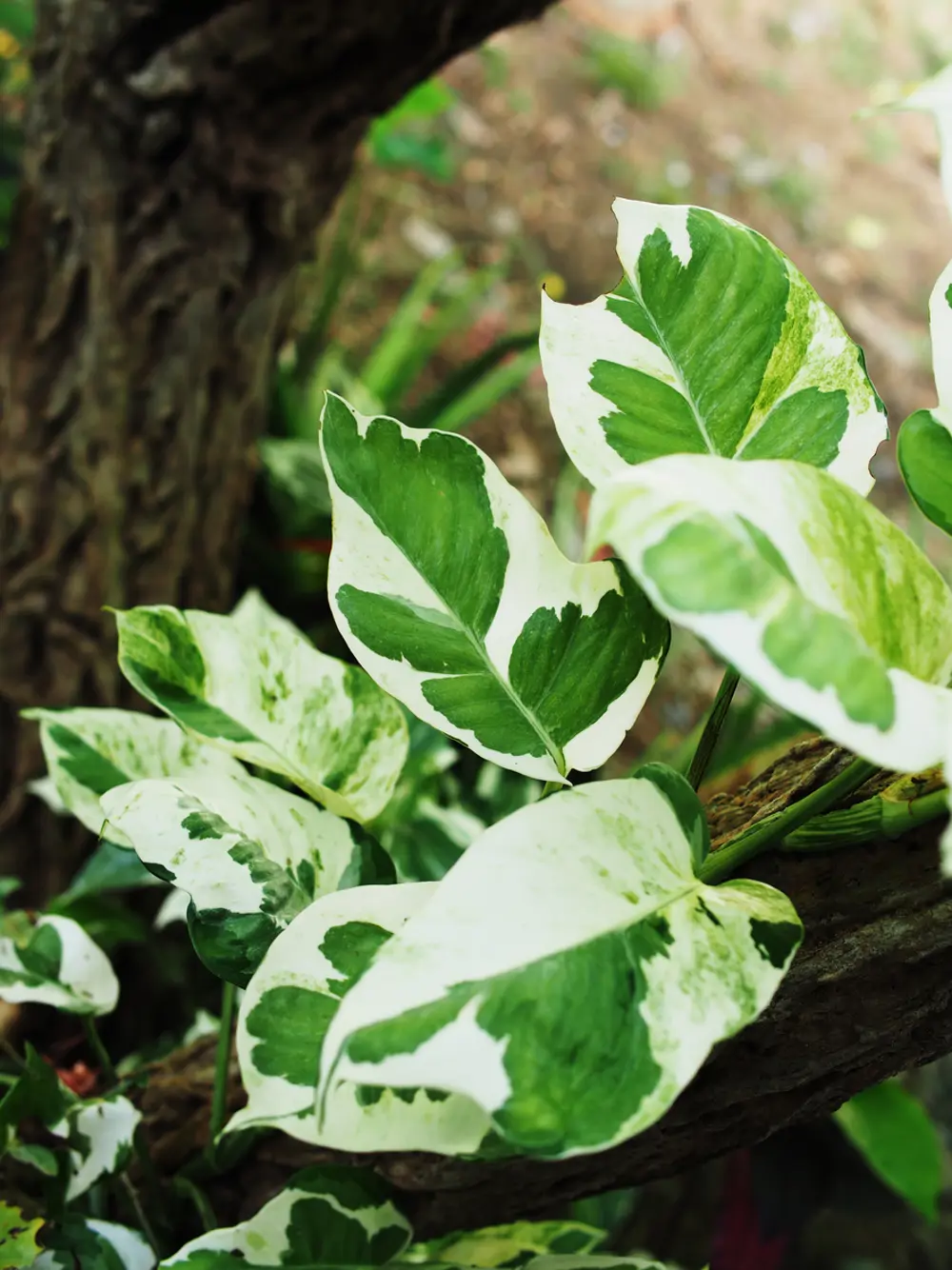 Planta variegada