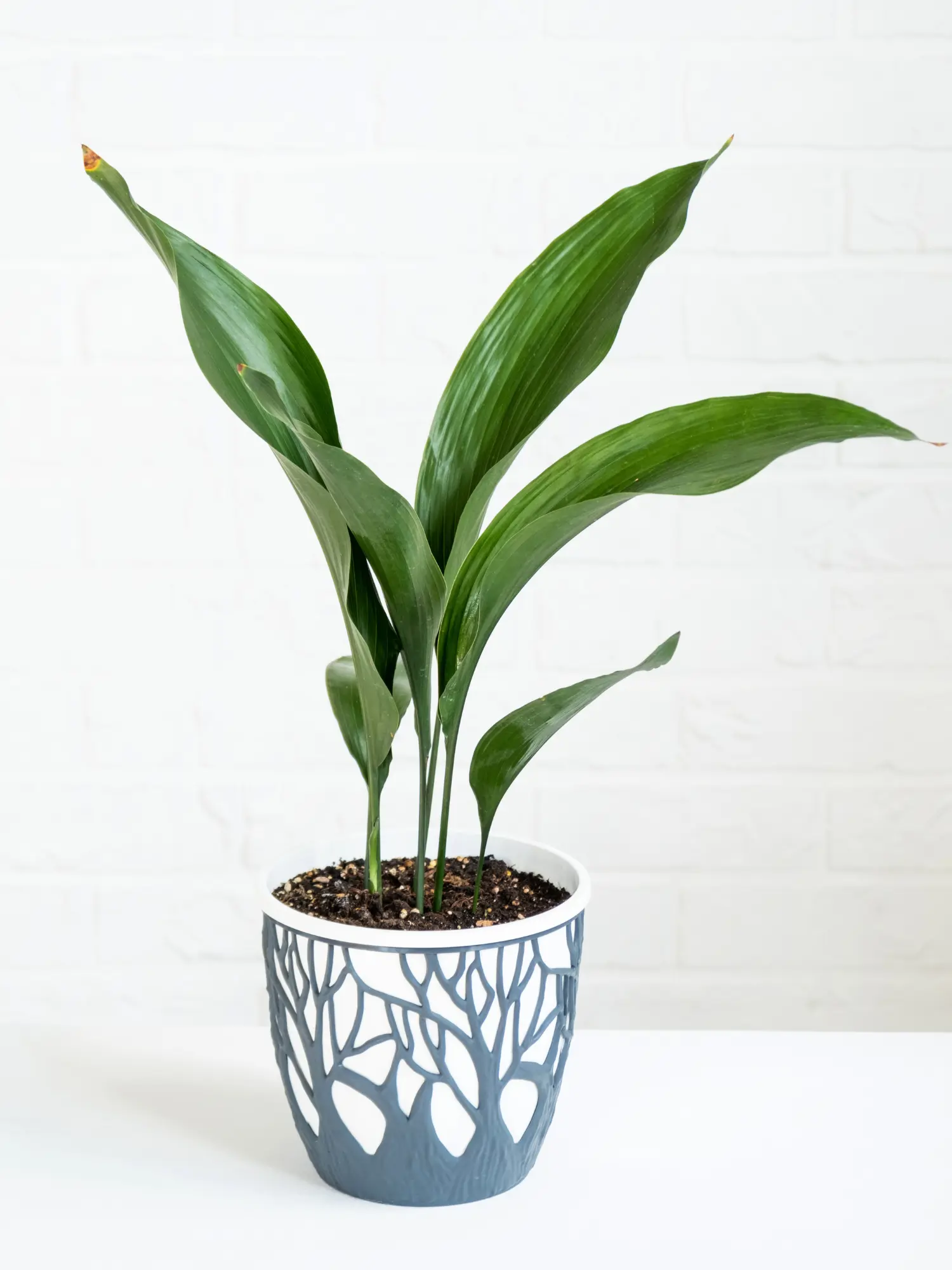 Aspidistra