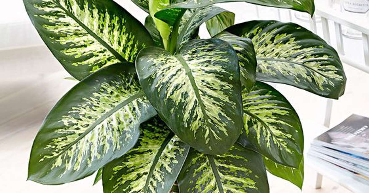 house plant umbrella plant Umbrella Plant | Schefflera