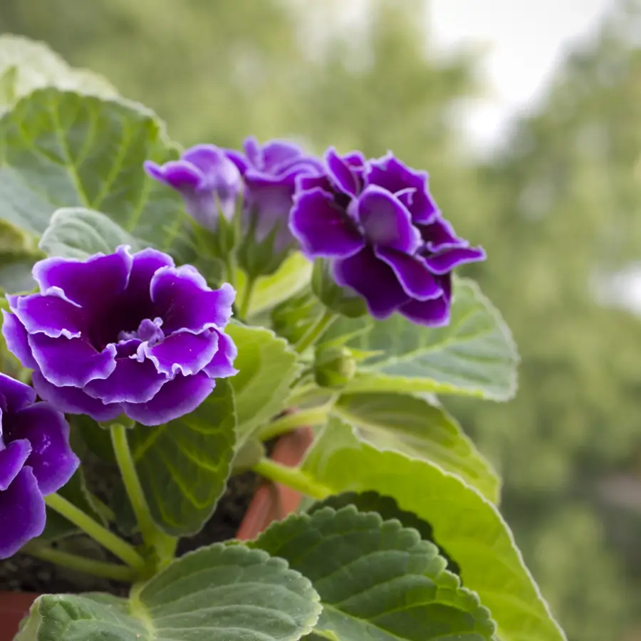 Qué flores y bulbos plantar en febrero