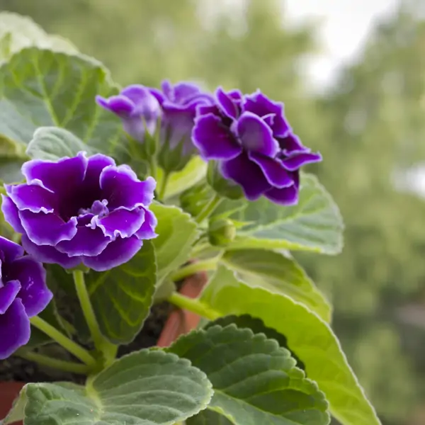 Qué flores y bulbos plantar en febrero para tener una terraza colorida en primavera