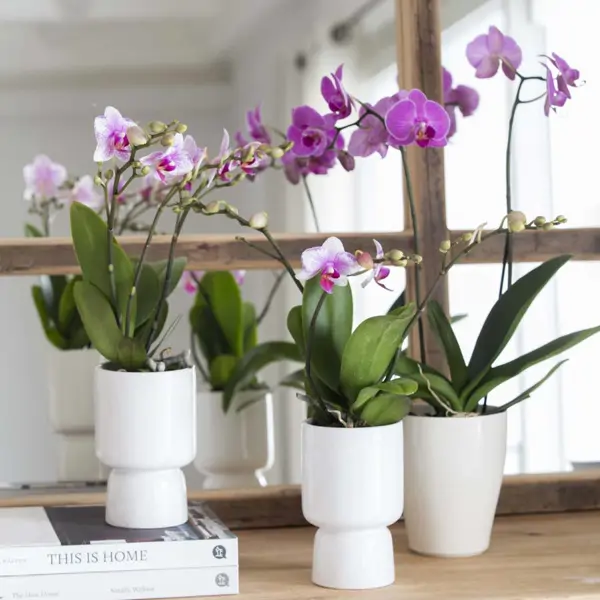 Desde que uso estos 3 métodos para propagar mi orquídea, mi casa está llena de flores todo el año