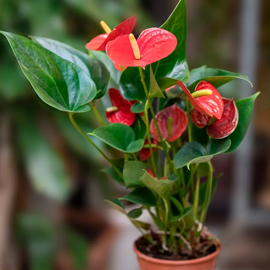 anturio-planta-interior-flores-rojas