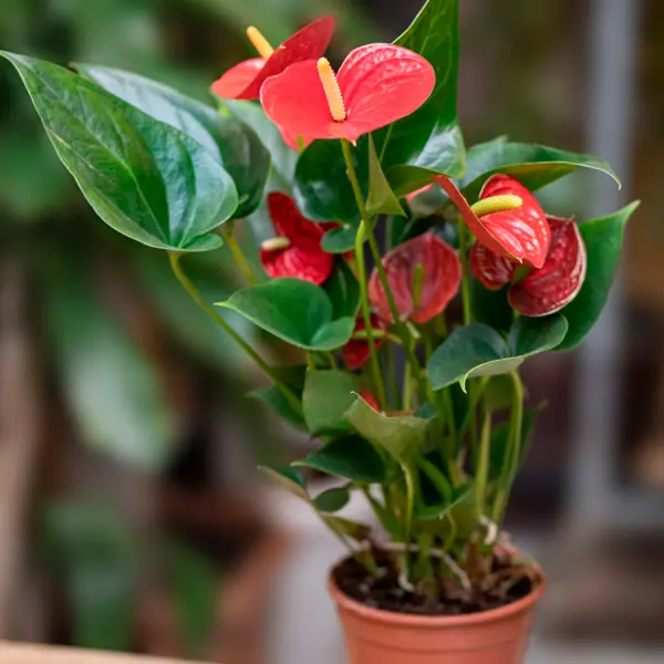 5 plantas súper originales y diferentes para regalar en San Valentín (y no son las clásicas rosas) 