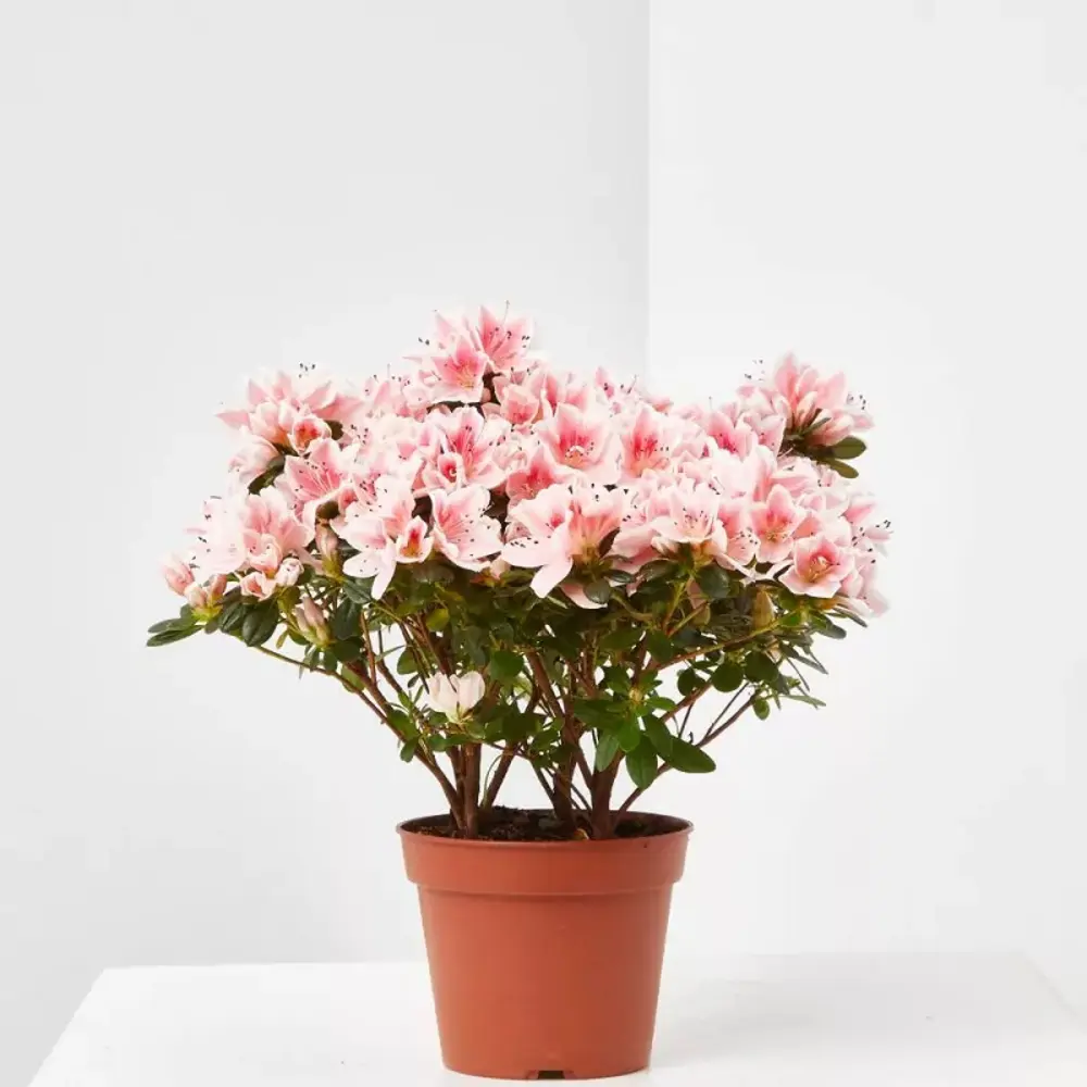 azalea de interior color rosa verdecora