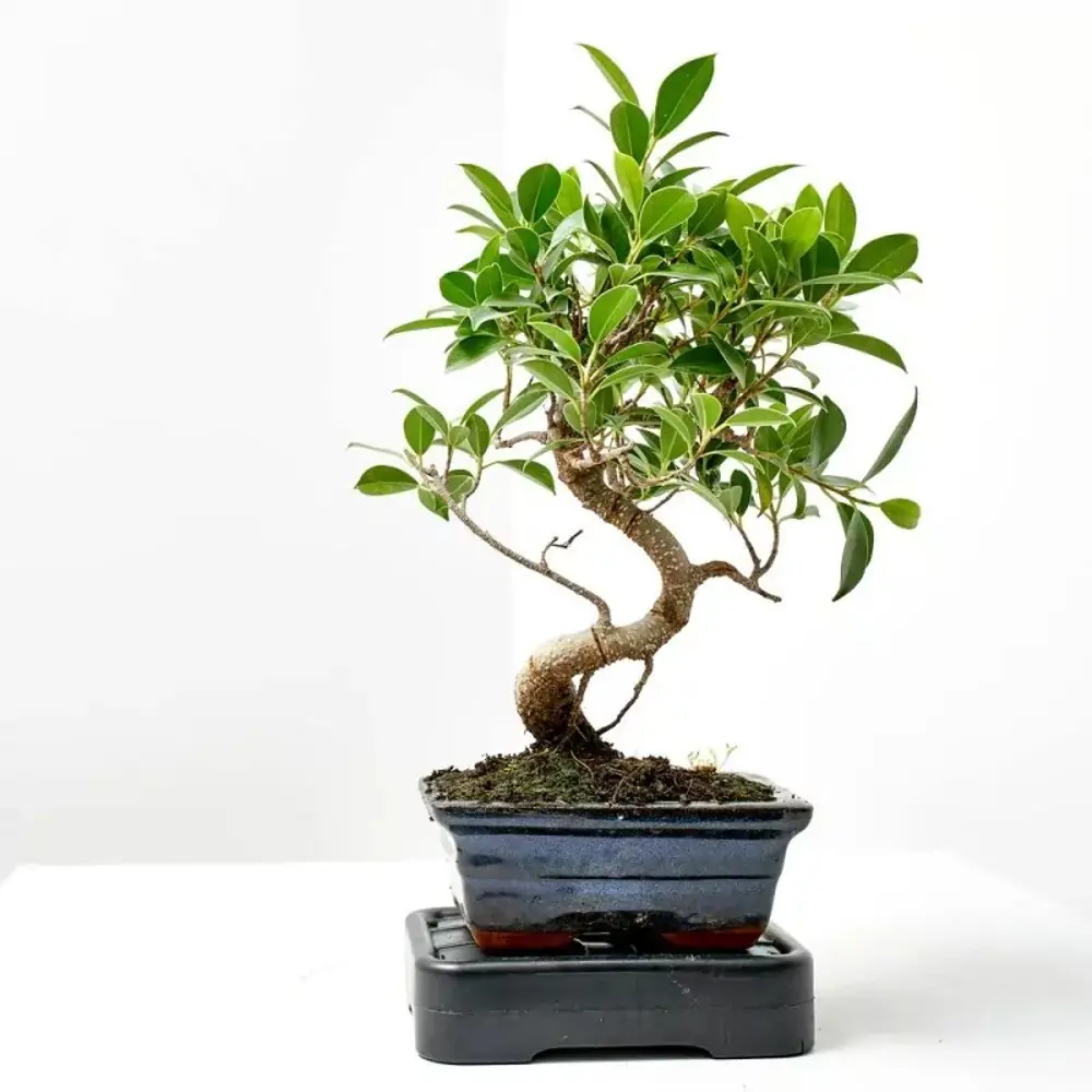 bonsai interior planta verdecora