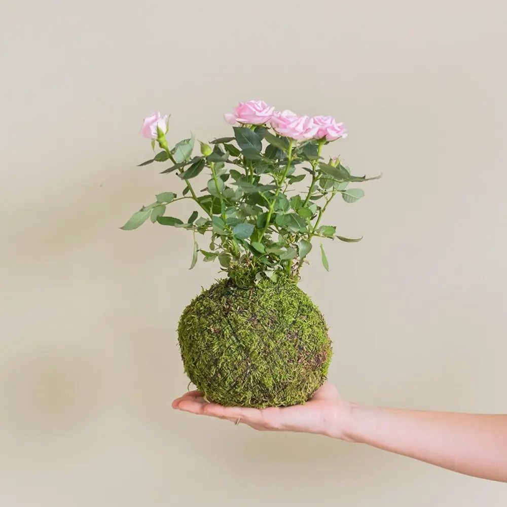 kokedama rosas colvin