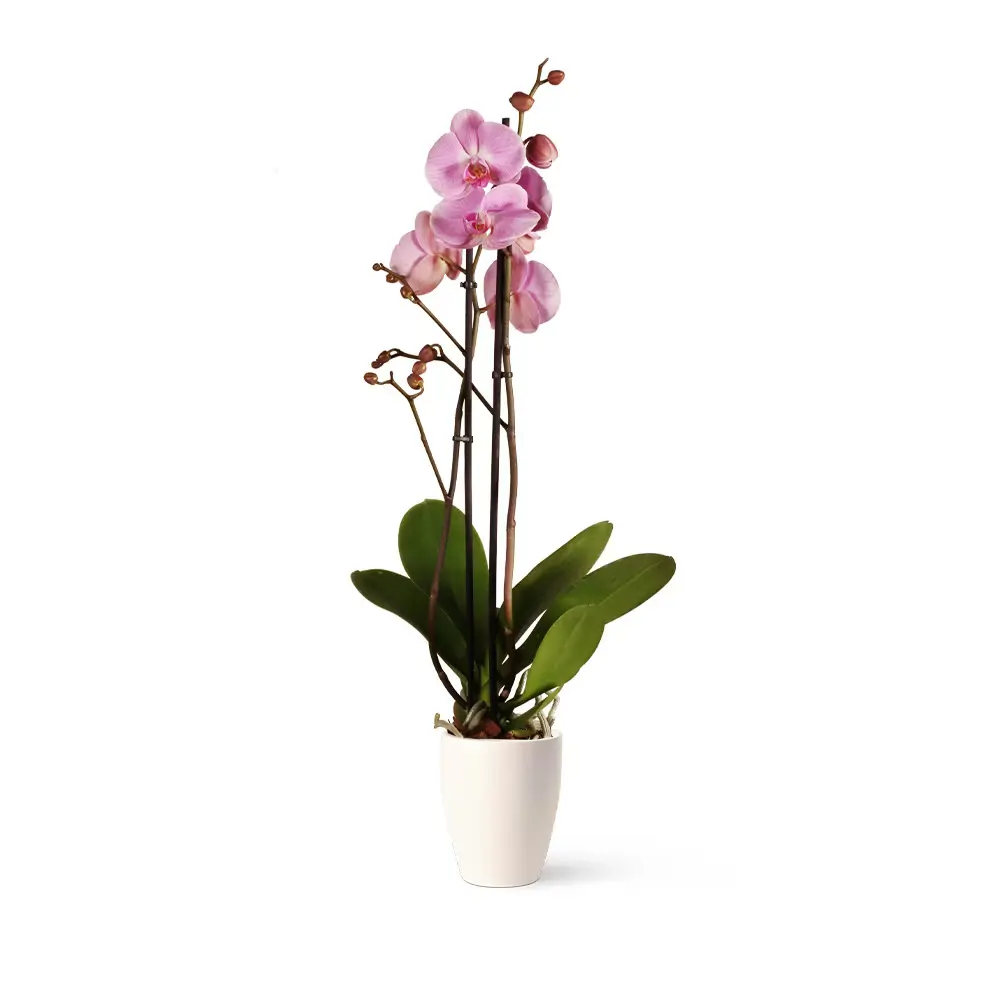 plantas interior orquidea