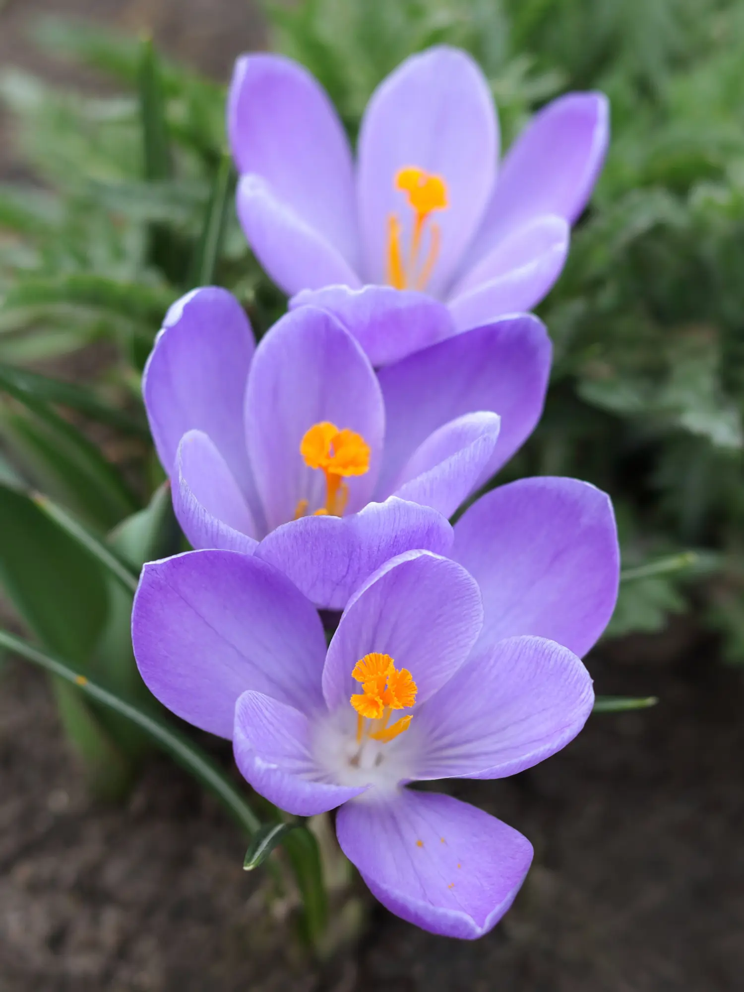 Crocus