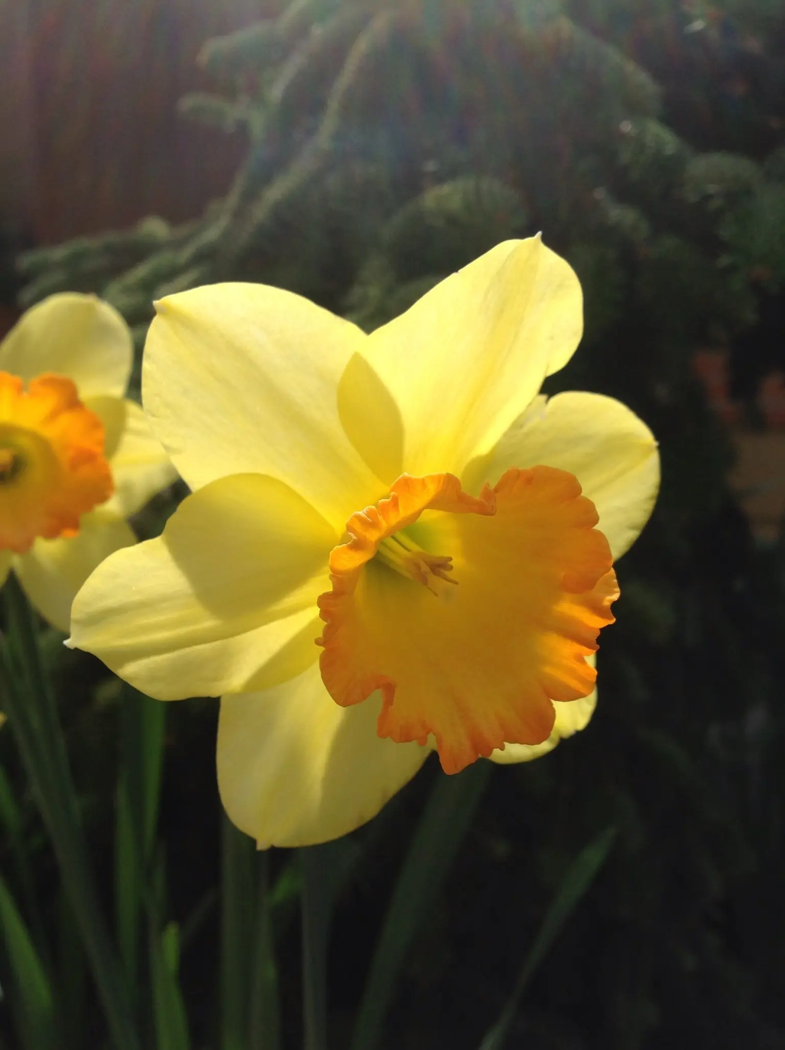 Narcisos